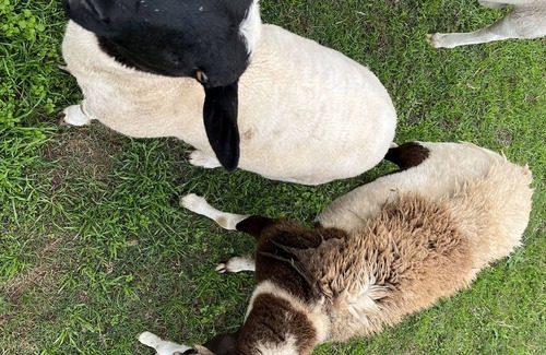 Lissie Casa | Farm experience and group getaway at Pazific Ranch