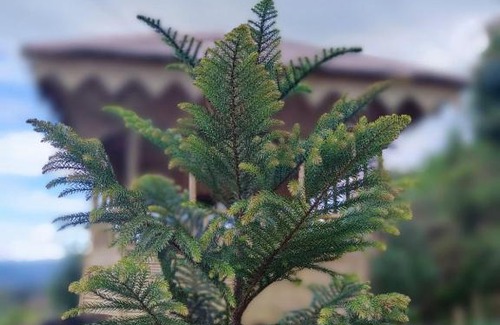 Bhaktapur Casa | Farmers Farm & Farm Stay