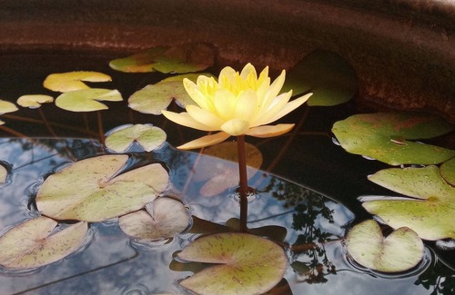 Georgetown Otro | Farmhouse w/yoga studio, 1 acre pond, gigantic labyrinth, multiple hiking trails