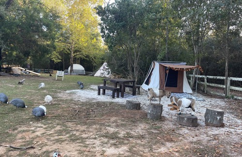 Tallahassee Alquiler De RV | Farmstay Glamping AGRItourism retreat-HERSHEYS HUT-cows, chicks, goat, minihorse