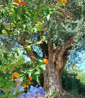 Sant'Elpidio a Mare Apartamento | Fattoria Adriatica
