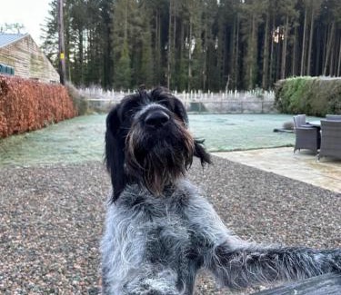 Dungannon Casa | Favour Royal Cottage - dog friendly forest escape