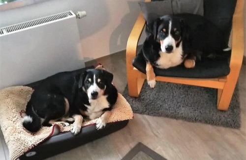 Friedrichskoog Casa | Ferienhaus Mia, Urlaub mit Hund, eingezäunter Garten, Friedrichskoog-Spitze