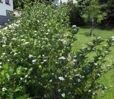 Oberwiesenthal Apartamento | Ferienwohnung Aronia Garten