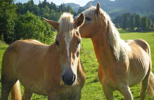 Aschau im Chiemgau Apartamento | Ferienwohnungen Bergerhof