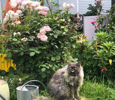 Kues Apartamento | Ferienwohnungen Perlina Karpat