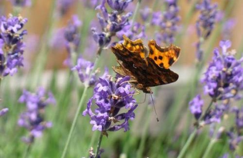 Winsen an der Aller Apartamento | Ferienwohnungen Wildblume