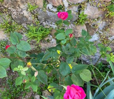 Bergesserin Cama Y Desayuno | Ferme Fleurie