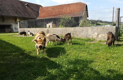 Chelieu Cama Y Desayuno | Ferme les poneys de la Durme