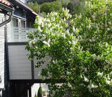 Wolfshagen Apartamento | FeWo Hage