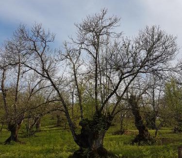Galaroza Casa | Finca la Viriñuela