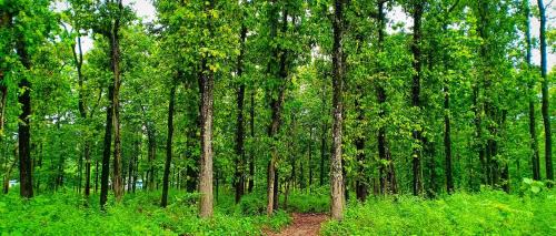 Siliguri Casa | Forest View Homestay