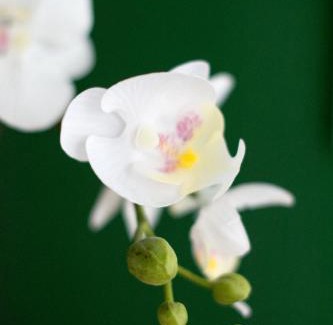 Dersdorf Apartamento | Friendly Home - Einzelappartement "Grow" Köln Bonn Phantasialand