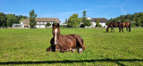 Trassenheide Hotel | Friesenhof Hotel-Restaurant-Reitanlage