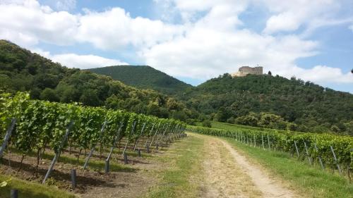 Neustadt-Diedesfeld Casa | Gästehaus Weingut Glas