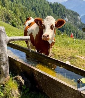 Buch in Tirol Casa | Gästehaus Hechenblaikner