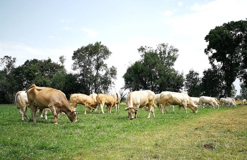Revel Casa | Gîte à la Ferme de la Bouriette Au Milieu des Prés et des Vaches !