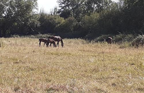 Moult Apartamento | gîte du haras