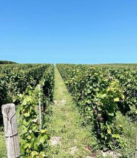 Venteuil Casa | Gîte familial dans le vignoble champenois