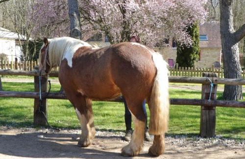 Les Ventes-de-Bourse Casa | Gîte familial en pleine nature avec équipement complet, idéal pour amateurs de chevaux et balades เสfɔ - FR-1-497-144
