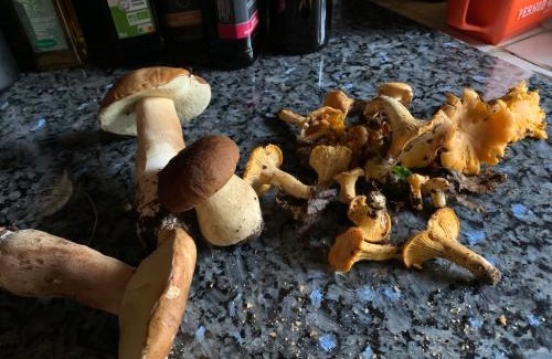 Cause-de-Clerans Casa | Gîtes de Charme "LE BIBENDÔME" et "LES MOTS BLEUS en pleine forêt