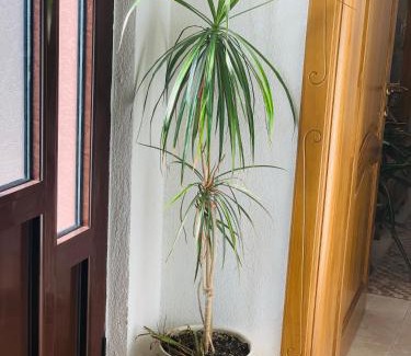 Skaljari Apartamento | Gara 5
