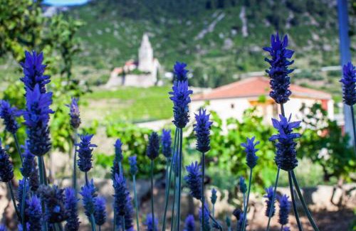 Komiza Apartamento | Garden Apartments
