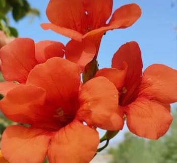 Argolis Region Casa | garden house nafplio