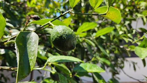 Tirana Villa | Garden Lemon Tree Villa