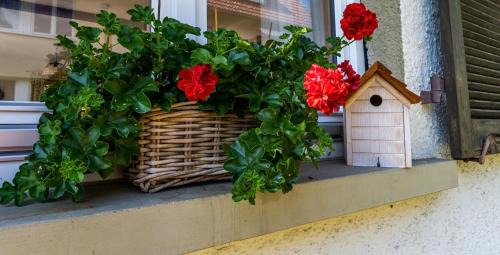 Schoenau im Schwarzwald Casa | GartenFerienhaus "AnnaLuise"