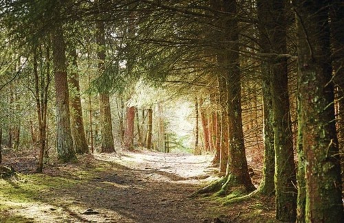 North York Moors National Park Cabina | 3 bedroom accommodation in Cropton, Pickering