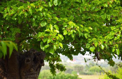 Pisticci Apartamento | Giardino del Gelso