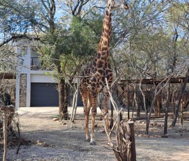 Marloth Park Apartamento | Giraffe Studio @ Kruger