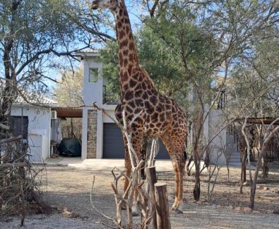 Marloth Park Apartamento | Giraffe Studio @ Kruger