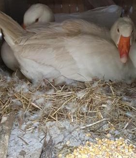 Saint-Aubin-de-Nabirat Casa | Gite 4 personnes