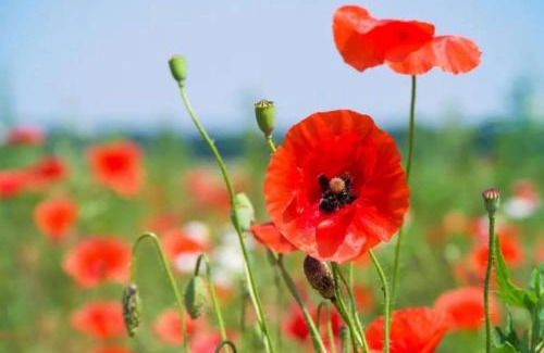 Embreville Casa | Gite de Coquelicots avec Jacuzzi à Embreville