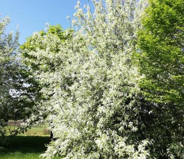 Charrais Casa | Gite Le Clos Constance