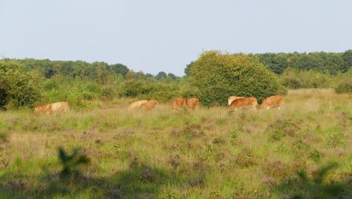 Heusden Gem Asten Otro | Glamping met bar en privé sanitair voor 5 Personen Sneezy