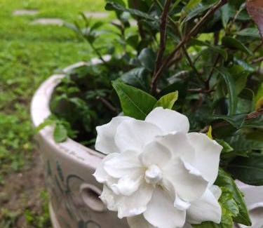 Como Apartamento | Gloria's GARDENIA RETREAT
