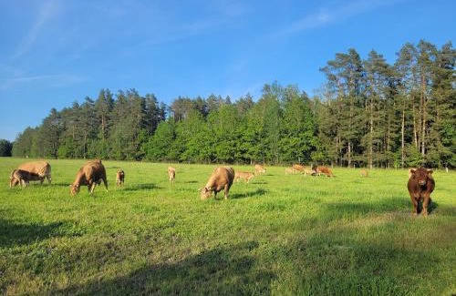 Szczytno Casa | Gospodarstwo Agroturystyczne Kamez