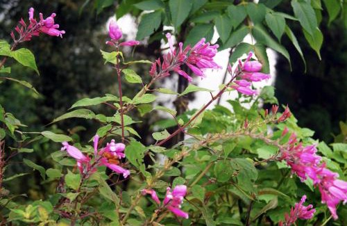 Darjeeling Casa | Grace Homestay