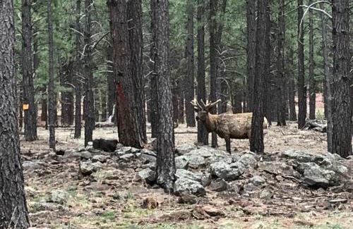 Parks Casa | Grand Canyon Cottage at Historic Wrigley Ranch with Horseback Riding & Hiking