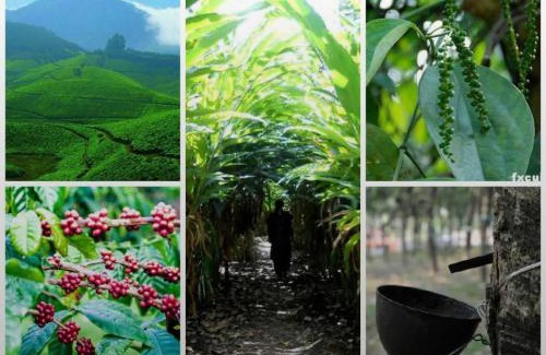 Udumbanchola Casa | Green porticos villa munnar #MUNNAR