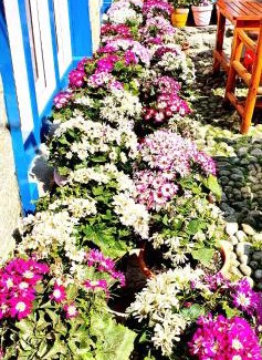 Phakding Casa | Green Village guest house & hotel