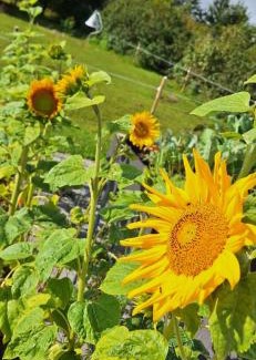 Mandoe Cama Y Desayuno | Groennebaek Bed and Breakfast