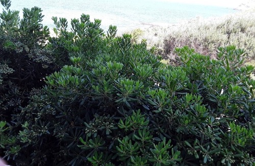 Centuri Apartamento | BAJA VILLA T5 CENTURI CAP CORSE 150 metros del mar