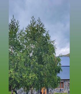 Ushguli Casa | Guest house Data