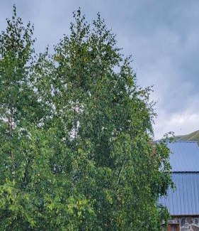 Ushguli Casa | Guest house Data