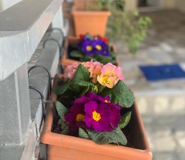 Sighnaghi Casa | Guest House Loza