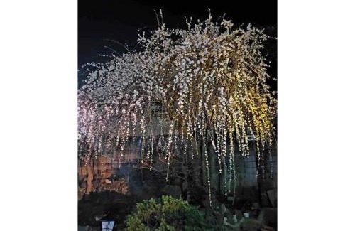 Sakura Casa | Guest House SAKURA - Vacation STAY 57751v